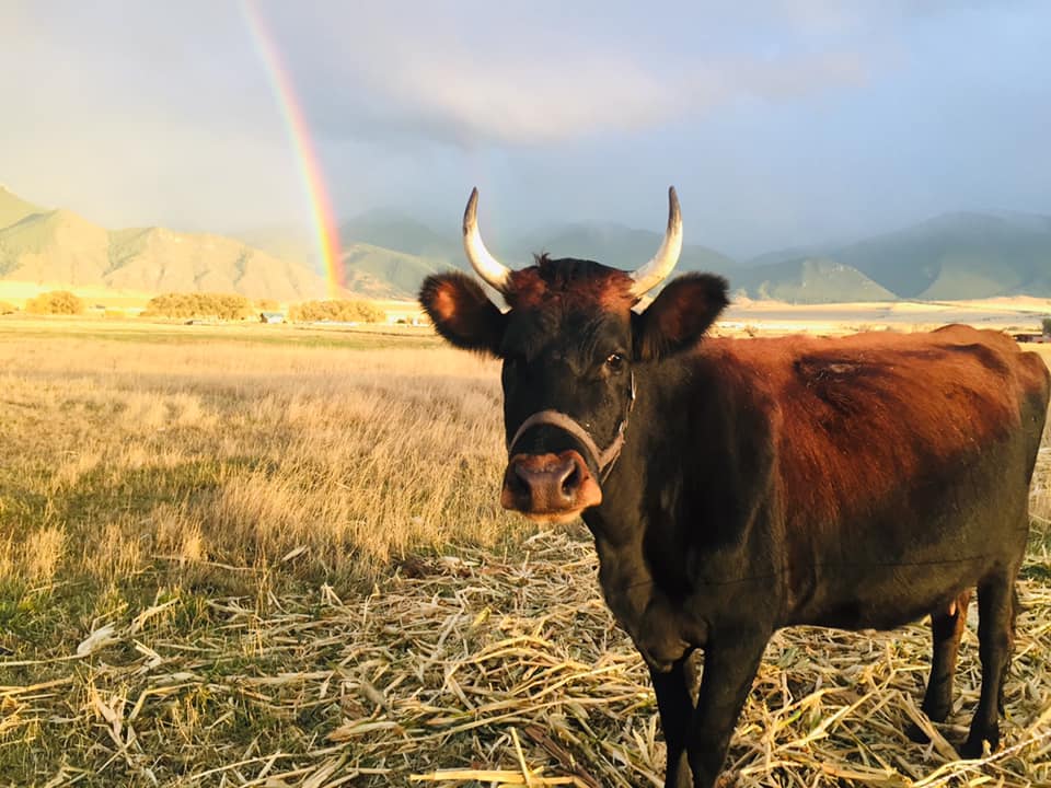 Montana Cows and Calving Ranch